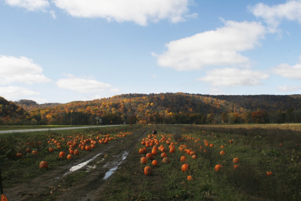 Pumpkin Field Event Inspiration
